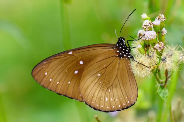 Nektar Toplayan Bir Kelebeğin Euploea Midamus Yakın Çekimi — Stok fotoğraf