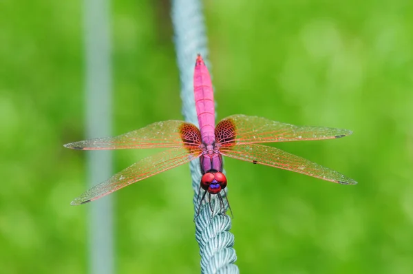 Nahaufnahme Einer Libelle Trithemis Aurora Auf Einem Seil — Stockfoto