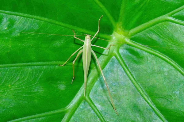 Insekt Katydid Eller Bush Cricket Stannar Bladet — Stockfoto