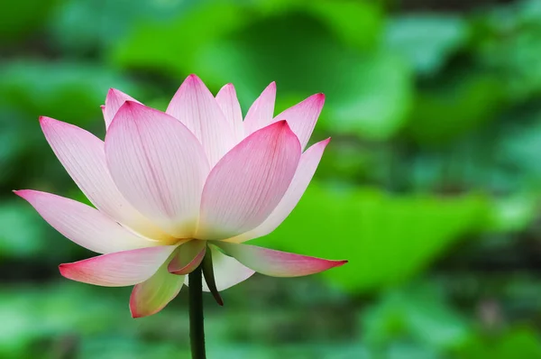 Eine Blütenlotusblume — Stockfoto