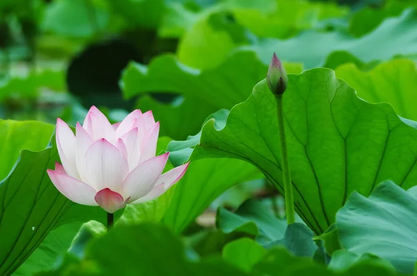 Beautiful Pink Lotus Flower Lotus Leaf Flower Bud — Stock Photo, Image