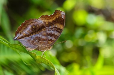 Bir yaprağın üzerinde bir kelebeğin (Junonia iphita Cramer) yakın çekimi