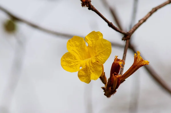 Blooming Yellow Guayacan Handroanthus Chrysanthus Flower Golden Bell Tree — Stock fotografie