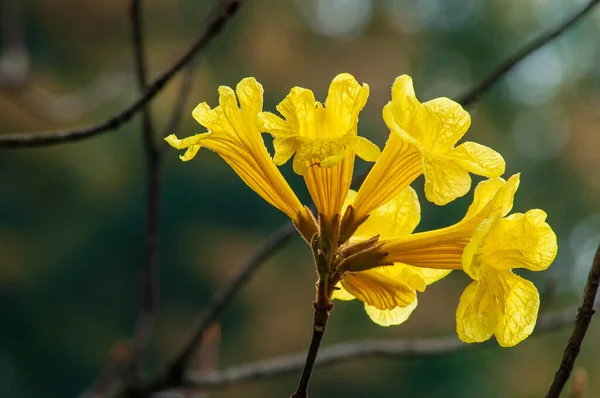 Kvetoucí Žlutý Guayakan Handroanthus Chrysanthus Květiny Golden Bell Tree — Stock fotografie