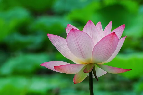 Uma Flor Lótus Rosa Florescente — Fotografia de Stock