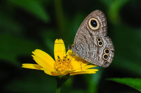 Een Vlinder Ypthima Motschulskyi Verzamelt Nectar Chrysant — Stockfoto