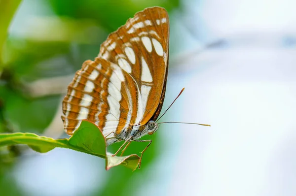 Jeden Motyl Parathyma Sulpitia Spoczywający Liściu — Zdjęcie stockowe