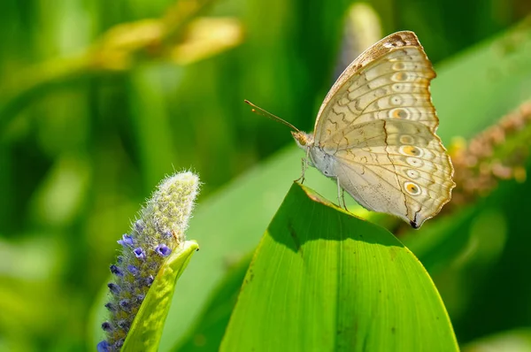 Közelkép Egy Pillangóról Junonia Atlites Egy Levélen — Stock Fotó