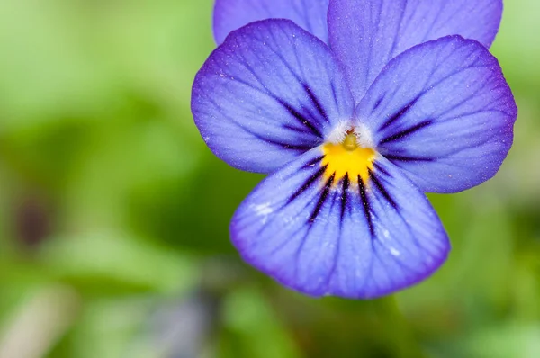 Primer Plano Flor Púrpura Floreciente Pansy Flor — Foto de Stock
