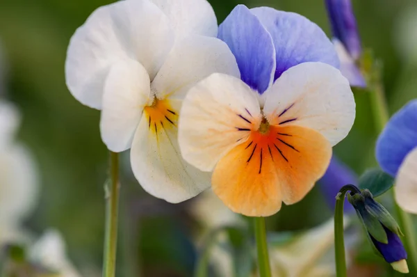 Detailní Záběr Kvetoucích Fialových Mléčných Květů — Stock fotografie