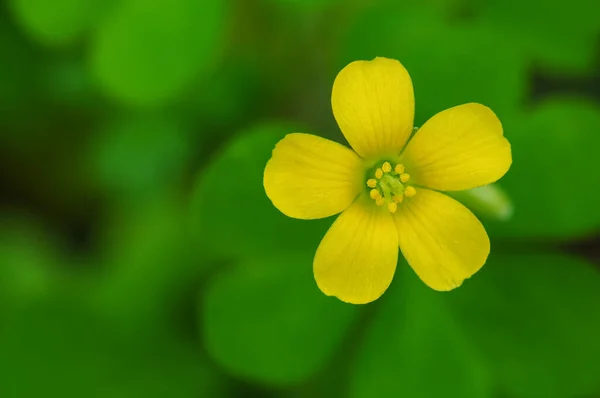 Close Yellow Flower Sorrel Oxalis Pes Caprae Linn — Stock Photo, Image