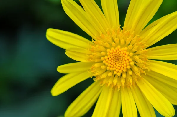 Close Yellow Chrysanthemum Argyranthemum Frutescens — Stock Photo, Image