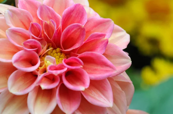 Closeup beautiful pink dahlia flower.