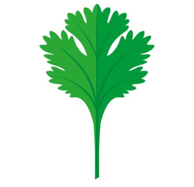 Coriander or Cilantro Leaf flat graphic illustration, fully adjustable and scalable. Single herb leaf. clipart