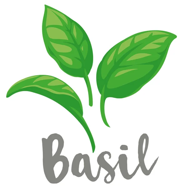 Basil Leaves Illustrazioni Grafiche Vettoriali Piatte Completamente Regolabili Scalabili Ideali — Vettoriale Stock