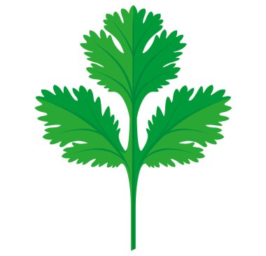 Kişniş veya kişniş yaprağı vektör çizim
