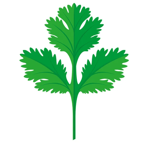 Korianteri tai Cilantro Leaf vektorin kuvitus — vektorikuva