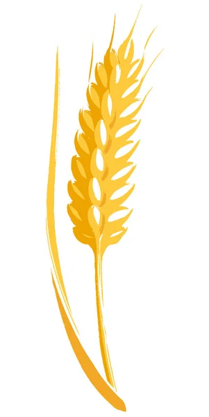 Ear of Wheat or Rye hand painted brush and ink vector illustration graphic icon, ideal for packaging, labels etc. — Stock Vector