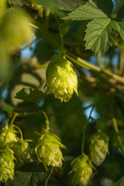 Hops growing wIld outdoors amongst Brambles in sun. Used for brewing beer, stout, ale, lager, bitter, IPA etc.
