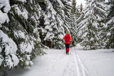 Kar geçmek olacak tek kadın turist üzerinde bir kış karlı hiking trail çam ağaçları, kayak pistlerine Piatra Mare (Karpat) Dağları, Romanya yere yanında kaplı