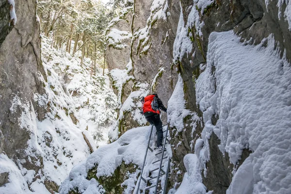Taze kar - Piatra Mare mountains, Romanya için yedi merdivenler Canyon (Sapte Scari) ile kaplı bir kış yürüyüş, kayalar ve ağaçları saran, sırasında bir kanyon içinde bir demir Merdiven tırmanma uzun yürüyüşe çıkan kimse