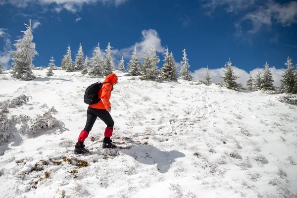 Güçlü kadın izole köknar ağaçları ile bir karlı dağ sırtı doğru yürüyüş için mücadele Rüzgar ön - kış Bucegi Dağları, Romanya trekking sahnede zor geliyor karda, kaplı