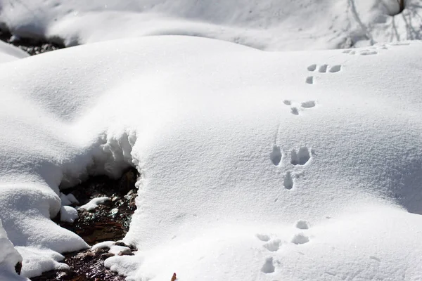 Άγριο Κουνέλι Μπάνι Κομμάτια Στο Χιόνι Κοντά Ένα Ρεύμα Του — Φωτογραφία Αρχείου