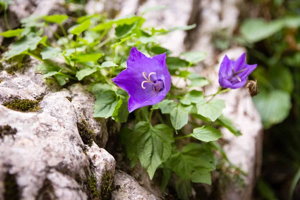 Flores Frescas Campana Púrpura Cultivadas Entre Rocas Alto Sendero Montaña —  Fotos de Stock