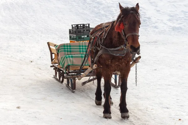 Hnědý Kůň Táhne Sáně Prázdné Přepravky Zimě Jídlo Zásoby Distribuce — Stock fotografie