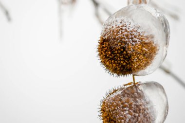 Buz sarkıtları ile kaplı kestane kabukları kapatın. Kestane kışın donmuş yağmur gün sonra etrafında açık buz makro çekim.