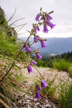 Çan çiçeği carpatica, onlara, damlacıkları Bucegi (Karpat) Dağları, Romanya, erken yaz sabah çiçeklerle mor bell çiy. Yakın çekim, makro fotoğrafçılık.