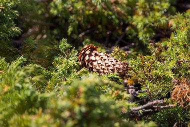 Ladin koni ile sığ derinlik-in tarla, yeşil Çamın dalları, öğleden sonra kaplı çevrili bir çayırda ışık düşmüş merkezli, yakın çekim.