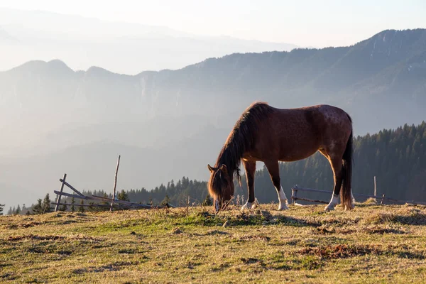 Wild mountain horse feeding on grass up in Piatra Mare mountains, Romania, part of Carpathian mountains, on an Autumn afternoon with bright warm sun. Mountain layers in the background.