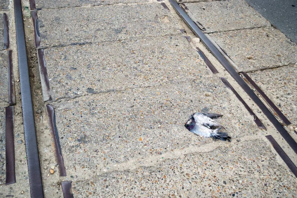 Roadkill em trilhos de bonde. Uma pomba sem vida sem cabeça no chão, entre trilhos antigos. Conceito de segurança rodoviária e de protecção dos animais em zonas urbanas de elevado tráfego automóvel . — Fotografia de Stock