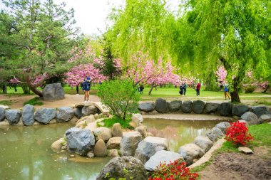 Bükreş, Romanya - 17 Nisan 2019: Herastrau Park'taki Japon Bahçesi, Japonya Büyükelçiliği, Bükreş Belediye Binası ve İon Mincu Üniversitesi'nin ortak çabasıyla hayata döndürüldü..
