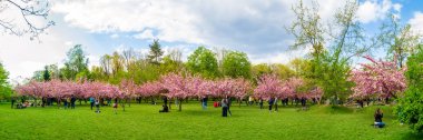 Kiraz çiçeği ağaçları ve turistler Bükreş Kralı Michael I Park Japon Bahçesi (eski Herastrau Park), Romanya, güneşli bir Bahar gününde.