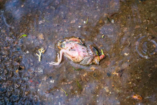 House sparrow nestling fallen from its nest into a puddle of water, on concrete, in an urban city park, after a rainy and windy day. Dead English sparrow (Passer domesticus) offspring.