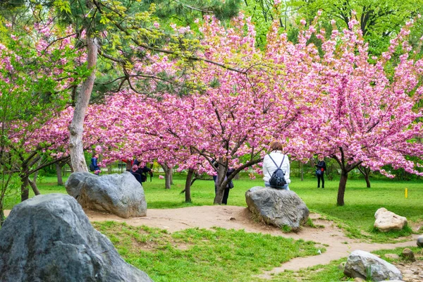 Turista descansando em uma rocha e admirando as cerejeiras japonesas florescem em Bucareste King Michael I Park (antigo parque Herastrau), uma atração turística popular — Fotografia de Stock