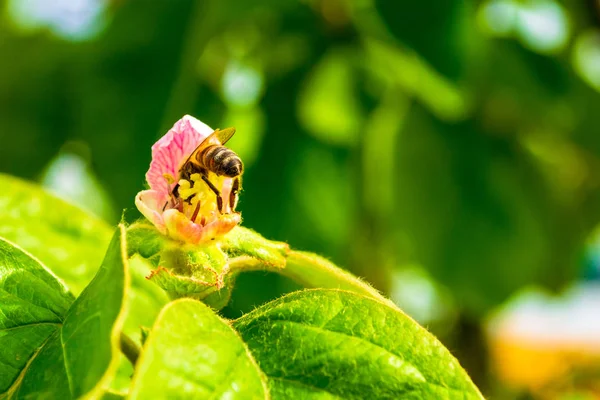 Western honey bee (Apis mellifera) inside a pink quince flower, with its rear sting upwards, defensively, collecting nectar and pollen to produce multi-floral honey, in a sunny day in rural Romania.