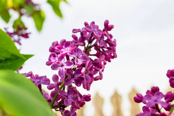 Common lilac flower (Syringa vulgaris) in bright sunlight, with a blurry picket fence in the background. Syringa vulgaris is the state flower of New Hampshire, New England, northeastern United States.