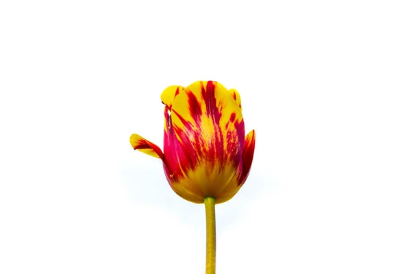 Rembrandt Tulip Helmar isolated on white background, centered. This beautiful Triumph Tulip is an amazing mixture of primrose yellow and scarlet red colors. — Stock Image Rembrandt Tulip Helmar isolated on white background, centered. This beautiful Triumph Tulip is an amazing mixture of primrose yellow and scarlet red colors. Stock Picture