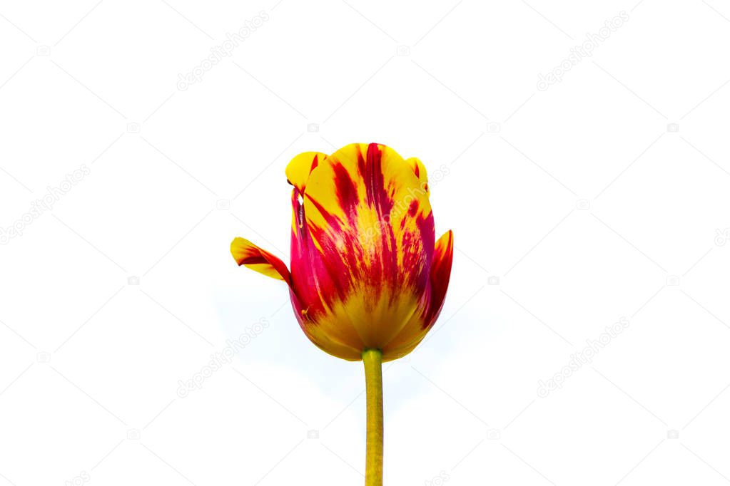 Rembrandt Tulip Helmar isolated on white background, centered. This beautiful Triumph Tulip is an amazing mixture of primrose yellow and scarlet red colors.