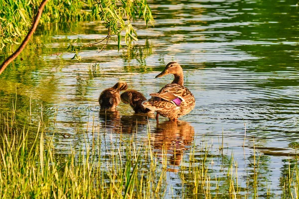 Anatra Reale Femmina Con Due Anatroccoli Che Pavoneggiano Margini Lago — Foto Stock