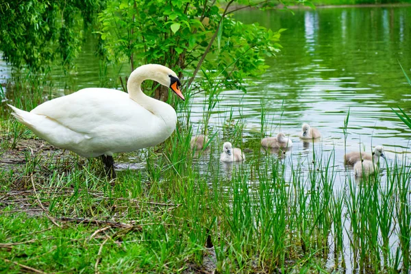 Mother Swan Vit Stum Svan Tittar Över Sin Söta Flera — Stockfoto