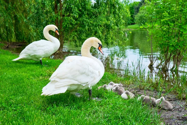 Cisnes Mudos Guarda Com Adoráveis Cygnets Dormindo Beira Uma Ilha — Fotografia de Stock