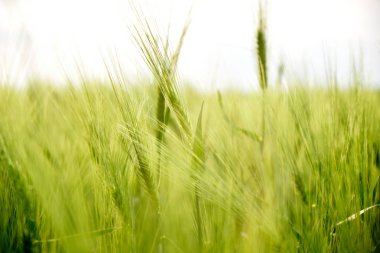 Dobrogea, Tulcea, Romanya, Avrupa'nın Güneydoğu bölgesinde doğal gün batımı ışığıyla taze ve yeşil bir mahsul alanında çavdar kulaklarının/dikenlerin yakınkapatılması.