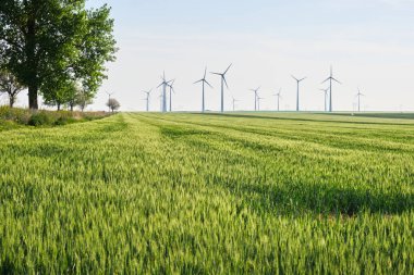 Gün batımında buğday tarlasında rüzgar türbinleri, buğday başaklarında parlayan ışık ve solda bir ağaç. Boşluğu en alta kopyala.