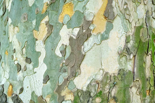 古いシカモアの木 プラタヌスオリエンタリス 外層テクスチャ 自然光でクローズアップ — ストック写真