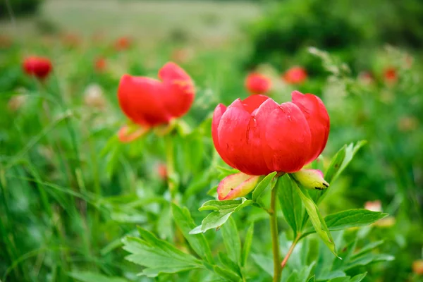 Romanya'da korunan bir rezervasyonda kırmızı Paeonia peregrina çiçek yakın. Bu otsu çok yıllık bitki Güneydoğu Avrupa ve Türkiye'ye özgü bir türdür.