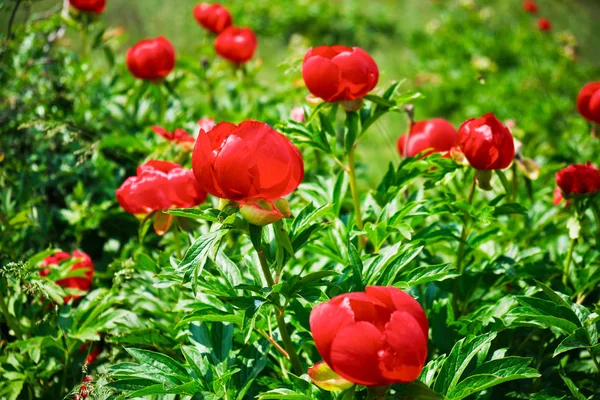 Romanya 'nın Enisala kenti yakınlarındaki kırmızı şakayık çiçekleri (Paeonia peregrina) koruma altında. Bu bitkisel bitki Güneydoğu Avrupa ve Türkiye 'ye özgü bir bitki türüdür..